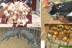 Bảo tồn gen quí lợn kiềng sắt, gà re, quế Trà Bồng và tỏi Lý Sơn
