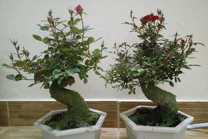 Thú chơi hồng bonsai đắp rêu, ngày Tết giá tiền triệu vẫn cháy hàng