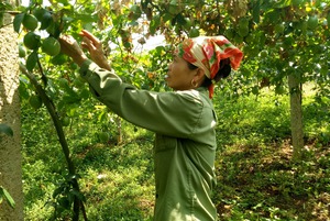 Hội Nông dân Mộc Châu giúp nông dân tiếp cận vốn vay