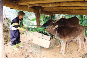 Nông thôn mới khởi sắc ở Mường La