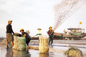 “Mùa vàng” trên biển Đồng Châu