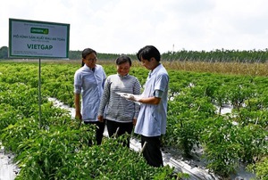 Uniben hỗ trợ nông dân làm VietGap, phát triển vùng nguyên liệu sạch