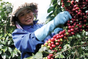 Đầu tư hơn 10.000 tỷ đồng cho tái canh cà phê