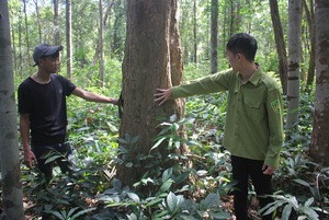 Bảo vệ nghiêm ngặt rừng gỗ trắc hơn 1.200 cây trên trăm tuổi trước sự “nhòm ngó” của lâm tặc