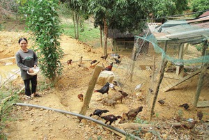 Vốn Agribank hỗ trợ nông dân Phước Sơn &quot;đuổi bỏ&quot; cái đói, cái nghèo