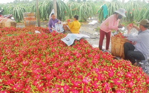 Mùa thu hoạch rộ trái cây: Tắc đường bộ, đi đường biển