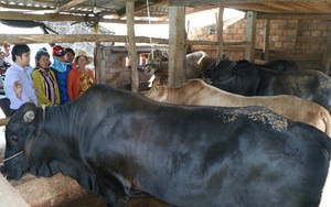 Quảng Ngãi: Hiệu quả từ mô hình nuôi bò lai thâm canh 