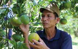 Sốp Cộp: Phát triển thương hiệu giống cam, quýt địa phương