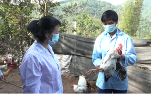 Lạng Sơn: Áp dụng KHKT xây dựng mô hình nuôi gà 6 cựa trên đỉnh Mẫu Sơn 