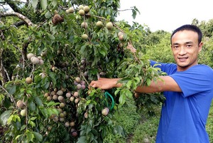 Mộc Châu thành "Điểm sáng" về việc sản xuất và xuất khẩu nông sản chất lượng cao