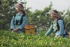 Mộc Châu đi đầu trong sản xuất nông nghiệp hữu cơ
