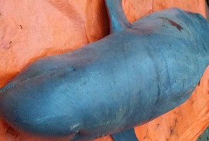 Clip cá lạ dài trên 2 m mắc lưới trên sông Cổ Chiên, nghi là cá heo chuột quý hiếm