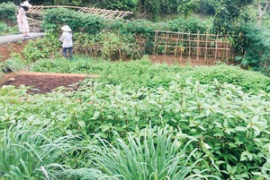 Hà Nội rộ mô hình cho thuê đất trồng rau phục vụ bữa ăn gia đình