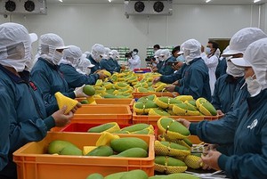 Xóa “độc quyền” chiếu xạ trái cây vào Mỹ