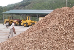 Tăng thuế xuất khẩu dăm gỗ: Rủi ro cho doanh nghiệp và người trồng rừng