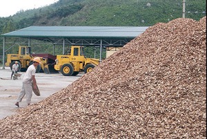 Xuất khẩu dăm gỗ: Số 1 thế giới vẫn không “quyết” nổi thị trường