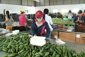 Nông sản dồn ứ không thể xuất khẩu sang Trung Quốc: Nguyên nhân từ đâu?