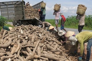 Trung Quốc thay đổi chính sách, xuất khẩu sắn ảm đạm