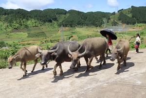 Lai Châu: Than Uyên phát triển sản xuất gắn với tái cơ cấu ngành nông nghiệp