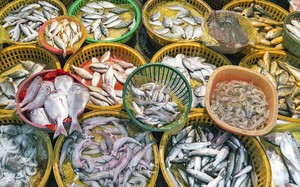 Thẻ vàng IUU khiến xuất khẩu hải sản sang châu Âu tụt hạng