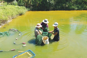 Nông dân Hòa Vang nuôi cá nước ngọt, thu nhập 100-200 triệu đồng/năm
