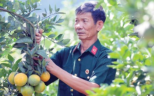 Trồng cam lòng vàng nơi heo hút, đút túi gần 1 tỷ đồng mỗi năm