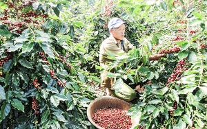 Quảng Trị: Nông dân Hướng Hóa trồng giống cà phê mới lạ, trái chi chít, chín đỏ cả cây