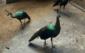 Bình Định: Nuôi thử nghiệm loài chim quý hiếm ở huyện Tây Sơn và điều bất ngờ