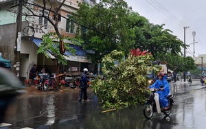 Quảng Nam: Bão chưa vào, cây cối đã ngã đổ, đường xá ngập sâu