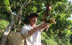 Yên Châu: Nhiều giải pháp giúp nông dân vươn lên làm giàu 
