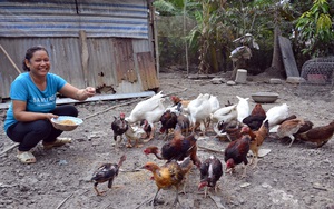Kiên Giang: Một bà nông dân &quot;2 vai 2 gánh&quot; mà mỗi năm nuôi gà, bắt cá tôm thu vài trăm triệu đồng