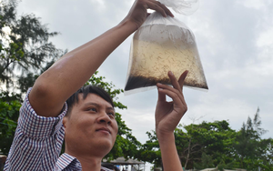 Phú Yên: Vì sao tôm hùm giống nhập khẩu giá rẻ, tỷ lệ sống thấp?
