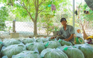 Long An: Trồng thứ rau ăn mát, cắt lá bán 1 ngày đúi túi 1 triệu, gom hạt đem bán mỗi ký giá 2,5 triệu