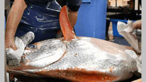 Cận cảnh siêu đầu bếp xẻ thịt con cá khổng lồ rồi chế thành đặc sản 