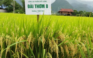 Đài Thơm 8 là giống lúa gì mà nông dân Nam Định cấy nhiều, thương lái chờ sẵn gặt xong mua luôn?