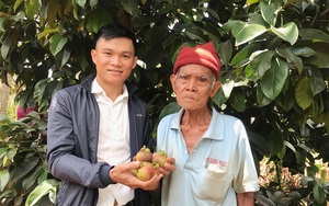 Cho cây ra trái đặc sản bán đắt tiền ở chung nhà với cà phê, ông nông dân này bất ngờ thu hàng trăm triệu