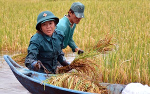 Cà Mau: 16.000ha lúa bị ngập, bộ đội, dân quân tự vệ ào xuống giúp dân thu hoạch