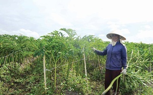 Quảng Trị: Lạ, nông dân khoái trồng loài cây nưa, trước là thức ăn cho nhà nghèo nay là của hiếm, ăn là nghiện