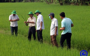 Tiền Giang: Nông dân trồng thứ lúa đặc sản theo cách gì mà hễ gặt xong là có công ty xuất khẩu đến mua luôn?