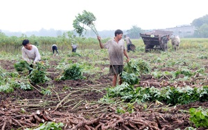 &quot;Bất lực&quot; kiểm soát bệnh khảm lá sắn, nhiều vườn nhiễm bệnh nặng