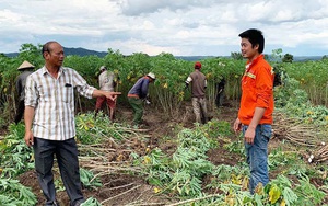 Trồng thứ cây gì mà lãi hàng trăm triệu để một ông nông dân mồ côi thành tỷ phú ở tỉnh Gia Lai?