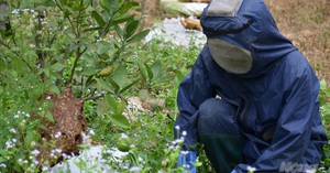 Bắc Giang: Ở đây có một nghề mới nghe nhiều người đã khiếp, nuôi ong kịch độc để lấy… thịt