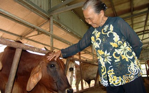 Long An: Nuôi 200 con bò lạ to khỏe như &quot;lực sĩ&quot; ứng dụng công nghệ cao, bà nông dân U80 là tỷ phú