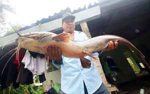 Hậu Giang: Bắt được con cá trê to lạ, mồm toàn râu, dài 1 m, nặng 8 kg, dân kéo đến xem