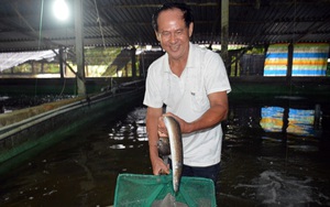 Bạc Liêu: Trót “mê” loài cá vừa dài vừa to, ông "nông dân tay ngang" nuôi trên cạn, bắt cả tấn, bán 400 ngàn/ký