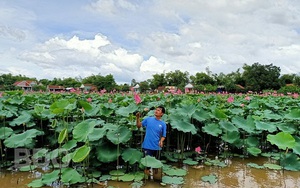 Bình Định: Bỏ cấy lúa, trồng loài cây lá to như cái thúng, chả tốn công chăm, hái thứ gì cũng bán được ra tiền