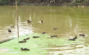 Tây Ninh: Nuôi loài le le dưới ao, nhác trông như con vịt mà bay cao như con chim, bán đắt tiền