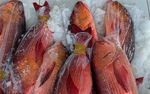 Vì sao cá hồng chuối là loài cá đắt tiền nhưng ở tỉnh Bình Thuận vẫn có nhiều vụ ăn cá này bị ngộ độc?