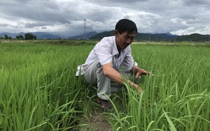 Lội ruộng xem ông nông dân tỉnh Bình Thuận trồng lúa &quot;khác người&quot;, chưa gặt hái nhiều người đã &quot;nhấp nhổm&quot; đòi mua gạo