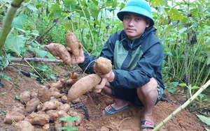 Lào Cai: Vùng đất trồng thứ cây lạ lẫm, nhổ 1 gốc lên cả chùm củ, tên là sâm mà bán rẻ như khoai lang